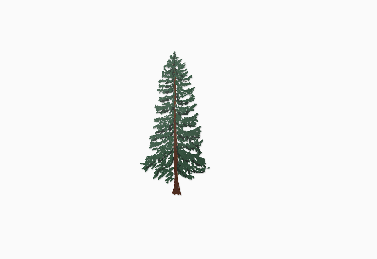 Wavy Baby Design - Western Cedar (Transparent)