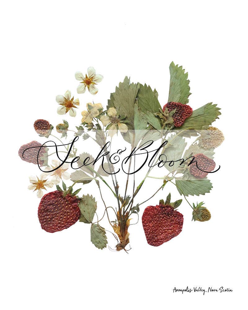 Strawberry Plant Pressed Flower Print