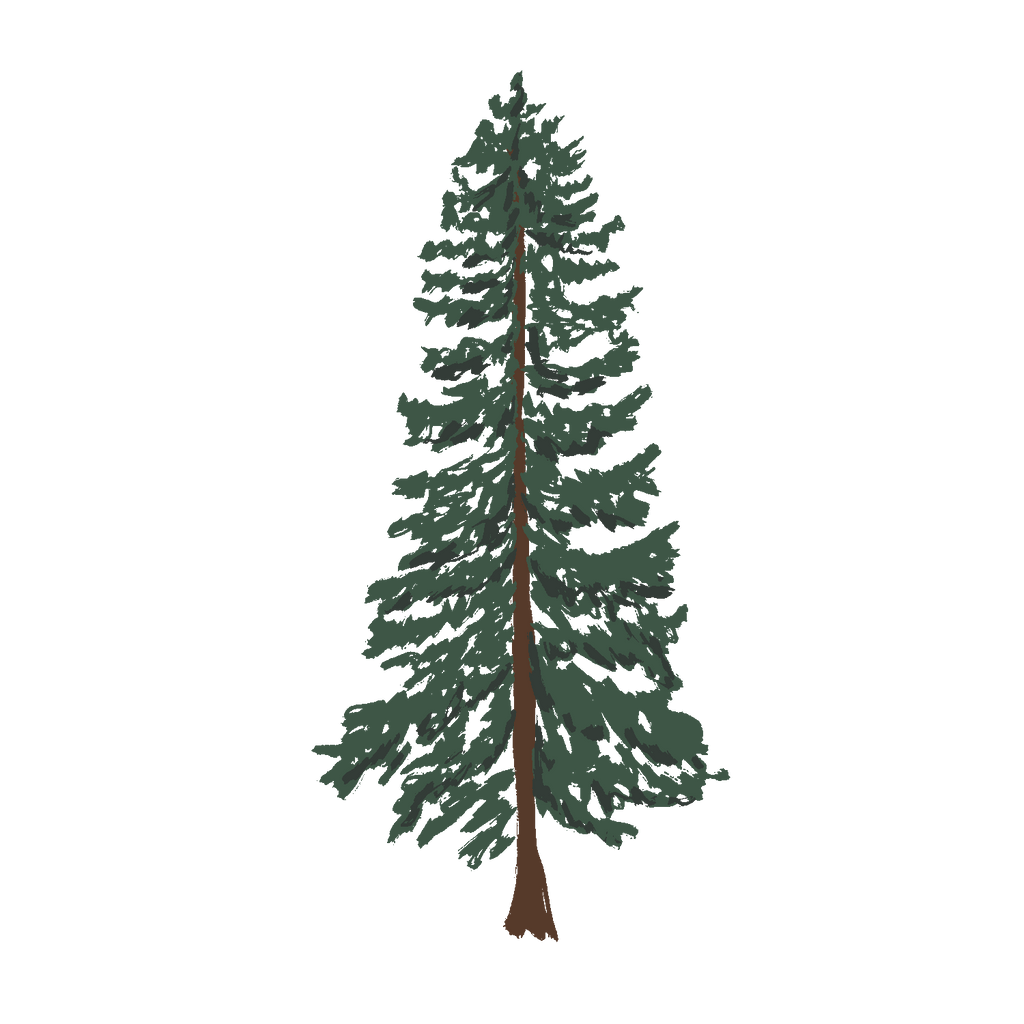 Wavy Baby Design - Western Cedar (Transparent)