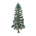 Wavy Baby Design - Western Cedar (Transparent)