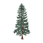 Wavy Baby Design - Western Cedar (Transparent)