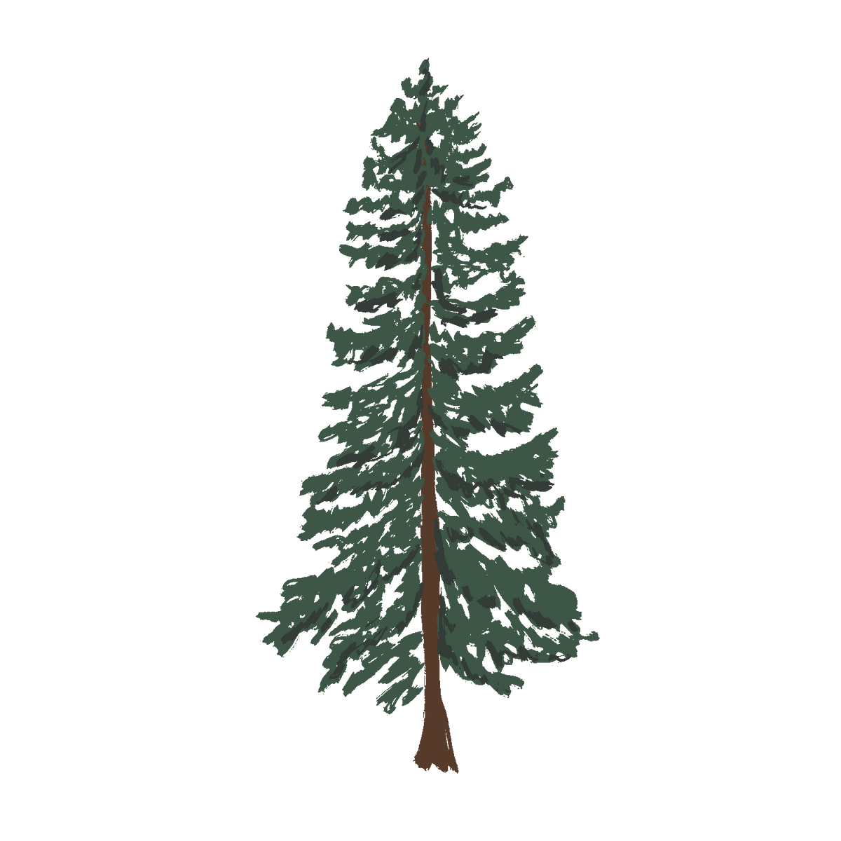Wavy Baby Design - Western Cedar (Transparent)